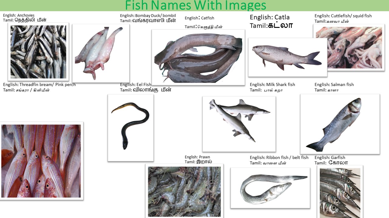 Most Used 70+ Fish Names in Tamil and English with Pictures - Total