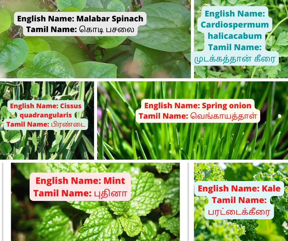 spinach in tamil
