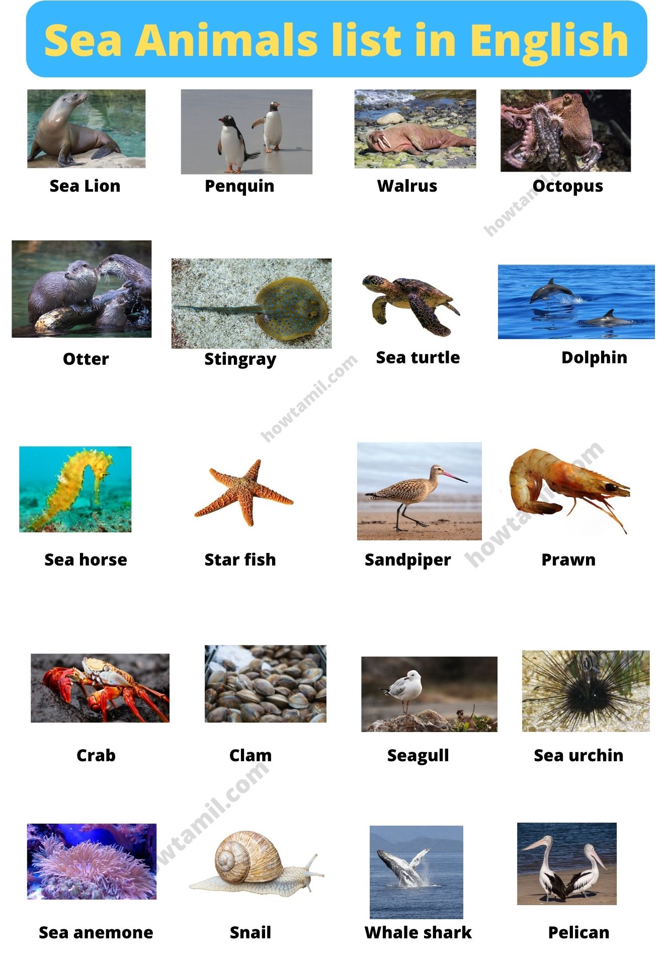 images of water animals with their names