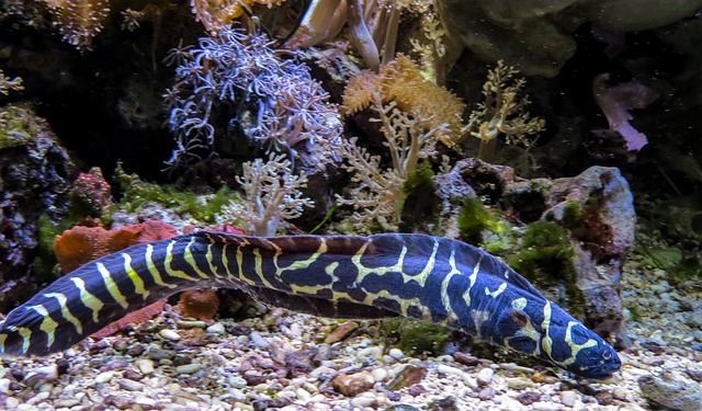 Sea Eel