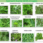 spinach types