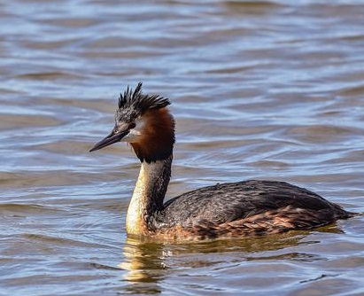 Indian Little Grebe