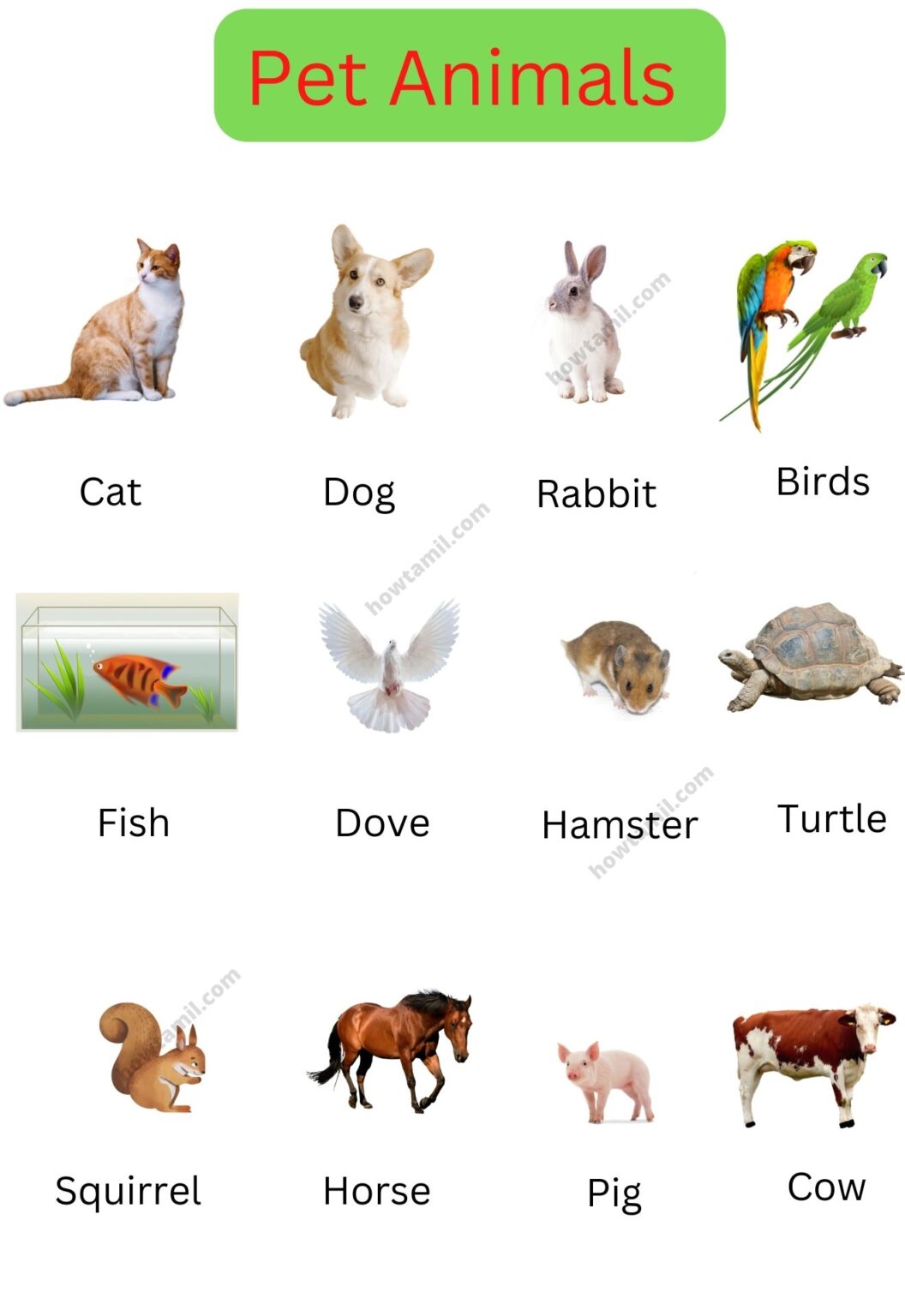 Popular Animal Names List in English with Picture – Total